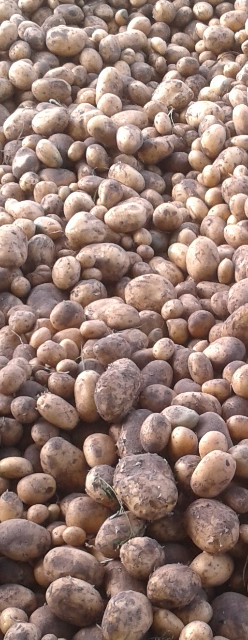 Kartoffeln
